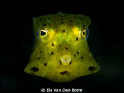 Green baby cowfish. by Els Van Den Borre 